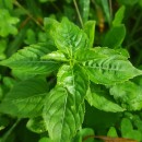 Mercurialis ambigua L. FilMercurialis ambigua L. Fil