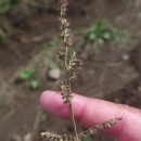 Echinochloa crus-galli (L.) Beauv.Echinochloa crus-galli (L.) Beauv.
