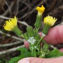 Sonchus asper (L.) HillSonchus asper (L.) Hill