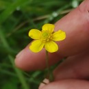 Ranunculus flammula L.Ranunculus flammula L.