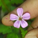 Geranium robertianum L.Geranium robertianum L.