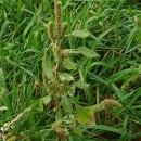 Amaranthus powellii S. WatsonAmaranthus powellii S. Watson
