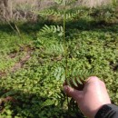 Dryopteris carthusiana (Vill.) H.P. FuchsDryopteris carthusiana (Vill.) H.P. Fuchs