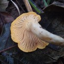 Cantharellus cibarius Fr. 1821Cantharellus cibarius Fr. 1821