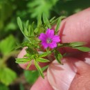 Geranium dissectum L.Geranium dissectum L.