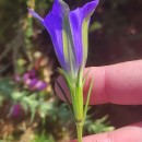 Gentiana pneumonanthe L.Gentiana pneumonanthe L.