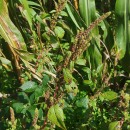 Amaranthus powellii S. WatsonAmaranthus powellii S. Watson