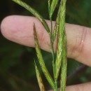 Brachypodium pinnatum (L.) Beauv.Brachypodium pinnatum (L.) Beauv.