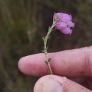 Erica tetralix L.Erica tetralix L.