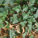 Hedera hibernica (G. Kirchn.) Bean‹Hedera hibernica (G. Kirchn.) Bean‹