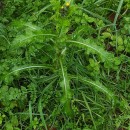 Sonchus asper (L.) HillSonchus asper (L.) Hill