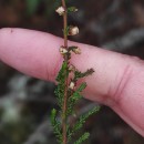 Calluna vulgaris (L.) HullCalluna vulgaris (L.) Hull