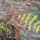 Osmunda regalis L.Osmunda regalis L.