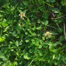 Trifolium occidentale CoombeTrifolium occidentale Coombe