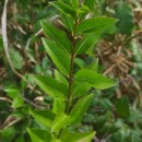 Ligustrum ovalifolium Hassk.Ligustrum ovalifolium Hassk.