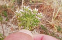 Daucus carota L. subsp. gummifer (Syme) Hook.Daucus carota L. subsp. gummifer (Syme) Hook.