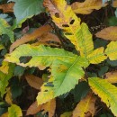 Castanea sativa Mill.Castanea sativa Mill.