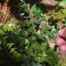 Ruscus aculeatus L.Ruscus aculeatus L.