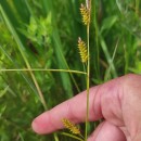 Carex punctata GaudinCarex punctata Gaudin
