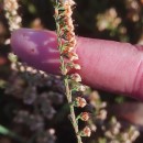 Calluna vulgaris (L.) HullCalluna vulgaris (L.) Hull