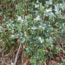 Ilex aquifolium L.Ilex aquifolium L.