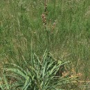 Asphodelus lusitanicus Cout.Asphodelus lusitanicus Cout.