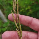 Brachypodium pinnatum (L.) Beauv.Brachypodium pinnatum (L.) Beauv.