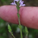 Verbena officinalis L.Verbena officinalis L.