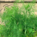 Foeniculum vulgare Mill.Foeniculum vulgare Mill.