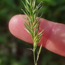 Anthoxanthum odoratum L.Anthoxanthum odoratum L.