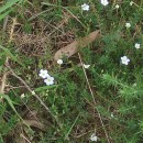 Arenaria montana L.Arenaria montana L.