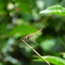 Trithemis annulata (Palisot de Beauvois, 1807)Trithemis annulata (Palisot de Beauvois, 1807)