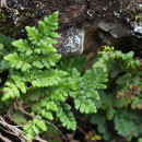 Oeosporangium tinaei (Tod.) Fraser-Jenk.Oeosporangium tinaei (Tod.) Fraser-Jenk.