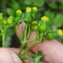 Senecio vulgaris L.Senecio vulgaris L.