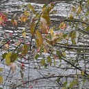 Euonymus europaeus L.Euonymus europaeus L.