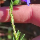 Glandora prostrata (Loisel.) D.C.ThomasGlandora prostrata (Loisel.) D.C.Thomas