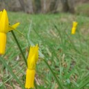Narcissus cyclamineus DC.Narcissus cyclamineus DC.