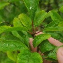 Prunus domestica L.Prunus domestica L.