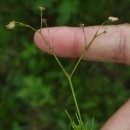 Spergula arvensis L.Spergula arvensis L.