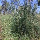Cortaderia selloana (Schult. & Schult. fil) Asch. & Graebn.Cortaderia selloana (Schult. & Schult. fil) Asch. & Graebn.