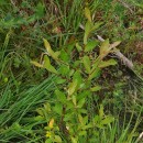 Salix repens L. subsp. repensSalix repens L. subsp. repens