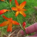 Crocosmia × crocosmiiflora (Lemoine) N.E.Br.Crocosmia × crocosmiiflora (Lemoine) N.E.Br.