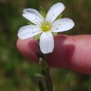Arenaria montana L.Arenaria montana L.