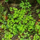 Ceratocapnos claviculata (L.) LidénCeratocapnos claviculata (L.) Lidén