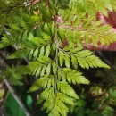 Davallia canariensis (L.) Sm.Davallia canariensis (L.) Sm.
