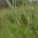 Dipsacus fullonum L.Dipsacus fullonum L.