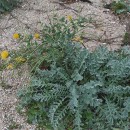 Glaucium flavum CrantzGlaucium flavum Crantz