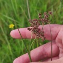 Juncus acutiflorus Ehrh. ex Hoffm.Juncus acutiflorus Ehrh. ex Hoffm.