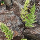 Asplenium adiantum-nigrum L. subsp. corunnense (Christ) Rivas Mart.Asplenium adiantum-nigrum L. subsp. corunnense (Christ) Rivas Mart.