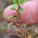 Lythrum portula (L.) D.A. WebbLythrum portula (L.) D.A. Webb